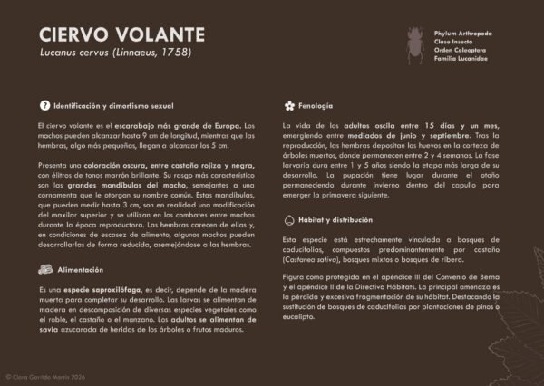 Lámina Ciervo Volante