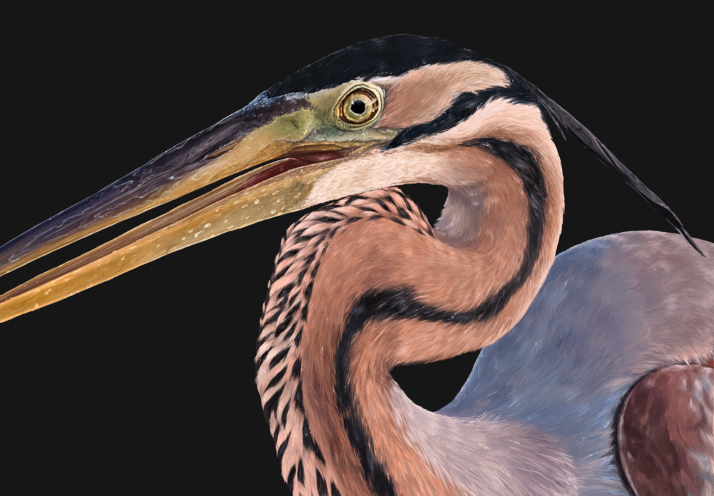 Ilustración Zoológica