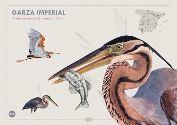 Postal Garza Imperial