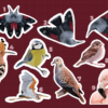 pegatinas fauna iberica pegatinas fauna ibérica