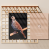 lamina-tortolaeu Lamina tortola europea cara y envés